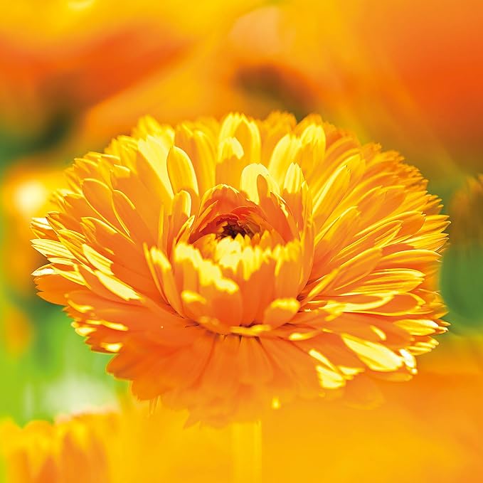 Weleda Baby Calendula Comforting Body Lotion, Plant Rich Moisturizer - Image 7